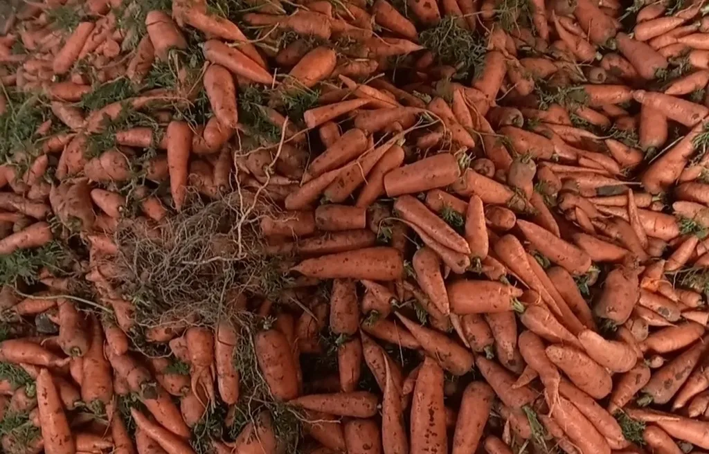 фотография продукта Морковь 2 сорт  