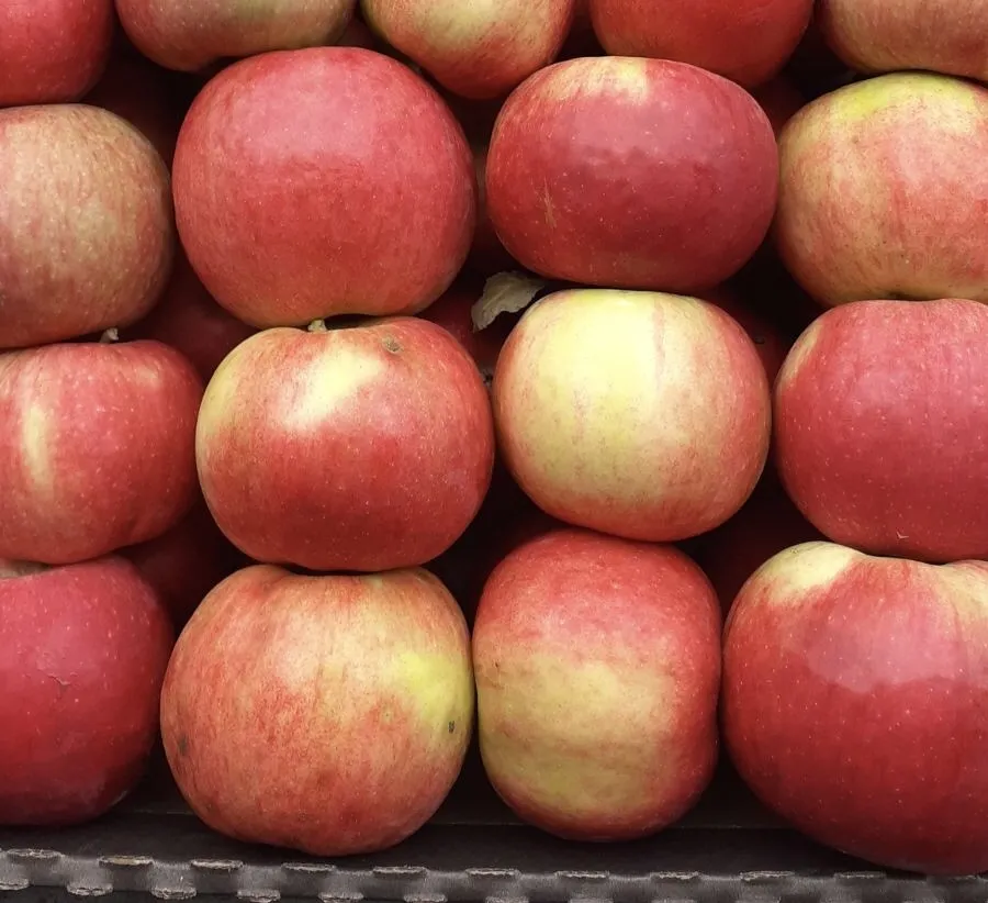 фотография продукта яблоко "Айдаред"