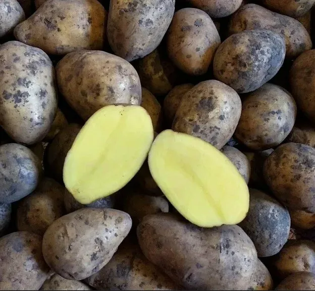 фотография продукта Семенной картофель