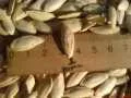 семена тыквы, орех, фасоль, подсолнечник в Москве 5
