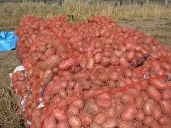 картофель  в Москве