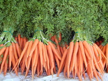 Морковь сортов «Шантане», «Каротель», «Фэнси»  ИП Глобалов
