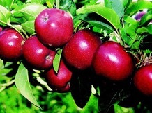 Свежие фрукты Свежие овощи «БОЛГАРИЯ Фрукт»