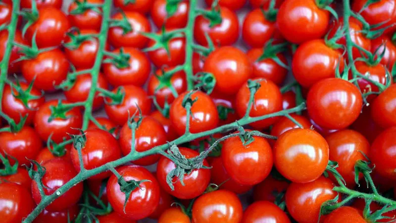 2 случая обнаружения вируса коричневой морщинистости плодов томата в белорусском экспорте