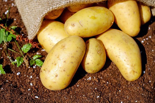 Какие сорта картофеля в Подмосковье помогли перевыполнить план по урожаю в неблагоприятный год