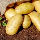 Анализ импорта картофеля в Россию из Египта в 2015-2022 гг.