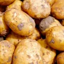 Первый урожай раннего картофеля в Забайкальском крае соберут уже в июле 2022