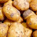 Новосибирский инвестор начнет производить луковицы тюльпанов и семенной картофель