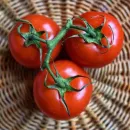Маленькие квадратные помидоры планирует выпустить бельгийская компания