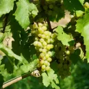 Площади виноградников в России увеличатся до 100 тыс. га