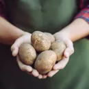 О существенном падении цен на картофель в России