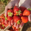 На 37% увеличен валовый сбор урожая земляники садовой в Крыму