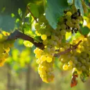 Урожай винограда в Новой Зеландии в 2022 году вырос почти на 44%