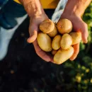 В 2022 году урожай картофеля в России может увеличиться