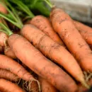 Рынок моркови и продуктов переработки в России: состояние, перспективы развития