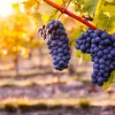 В США обнаружили новые индикаторы дымного вкуса в винограде и вине