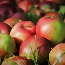 Валовой сбор плодов и ягод к 2025 году увеличится до 2 млн тонн
