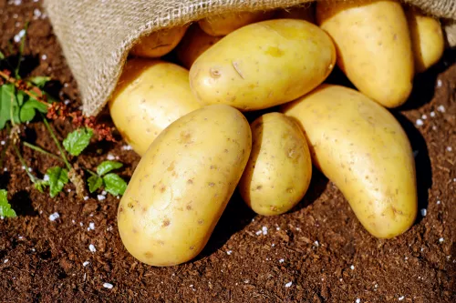 Созданы 29 новых отечественных сортов семян картофеля