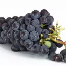 Португалия может стать крупнейшим источником автохтонных сортов винограда
