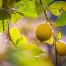 Анализ импорта лимонов в Россию из Турции в 2015-2022 гг.
