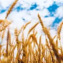 Российский агробизнес откажется от импорта семян