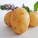 В реестр селекционных достижений по Уральскому региону внесены 73 сорта картофеля