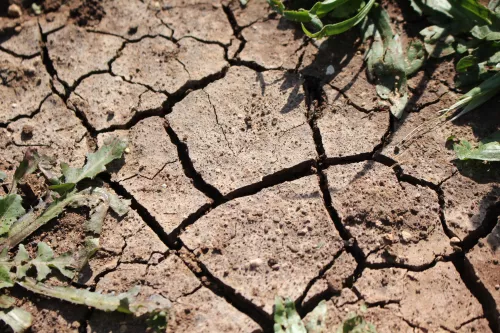 Европу настигла засуха. Пострадало более 60% земель