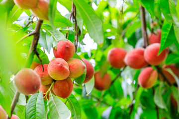 Новый подвой персика с устойчивостью к заболачиванию почвы вывели китайские ученые