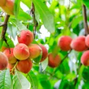 Новый подвой персика с устойчивостью к заболачиванию почвы вывели китайские ученые