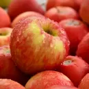 «АФГ Националь» и Volga Group собираются продать свои яблоневые сады агрофирме «Сад-гигант»