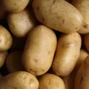 Весь картофельный пояс Европы пострадал от засухи 2022