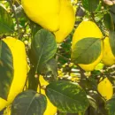 Управление Россельхознадзора предотвратило ввоз на территорию страны зараженной опасным карантинным организмом партии лимонов