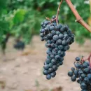 В Дагестане возродят уникальную Инчхинскую виноградную долину