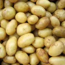 Российские сорта картофеля получили генетические паспорта
