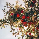 Новые яблоневые сады Крыма основаны на выращивании самых популярных и продуктивных сортов