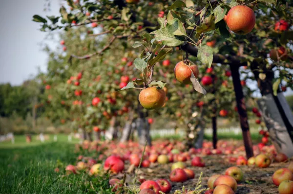 В Молдове проведут исследование по экоконверсии яблоневых садов
