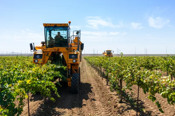 Агрофирма «Южная» собрала рекордный урожай винограда