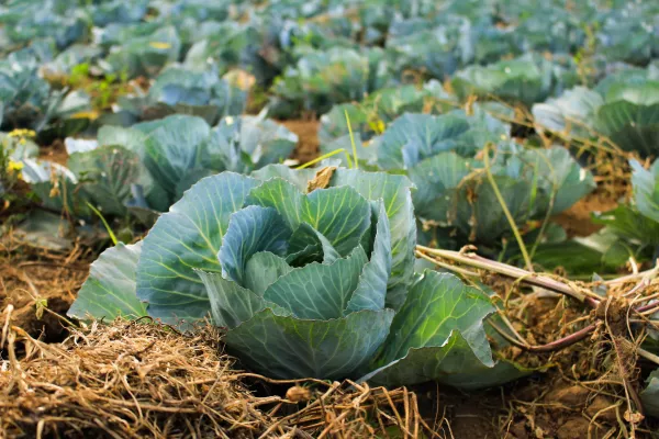 Шерстяной компост увеличил урожайность овощей на 15 процентов