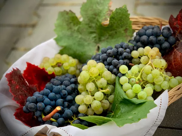 Узбекистан увеличил поставки винограда в Россию на 60 процентов в этом году