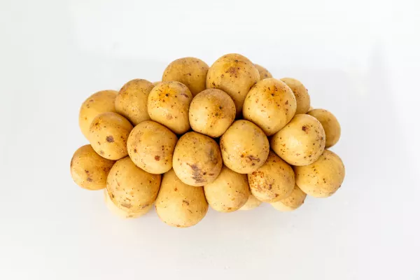 Ученые вывели сорта картофеля, адаптированные к климату ДФО