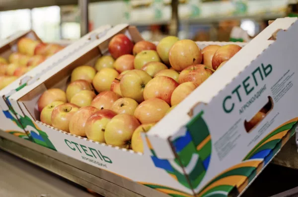 Агрохолдинг "СТЕПЬ" собрал рекордный урожай яблок