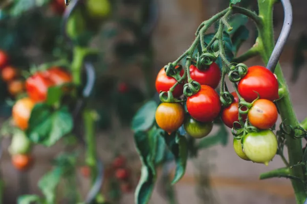 С начала 2023 года Россельхознадзором проведен контроль около 5 тыс. тонн свежих томатов, поступивших в Московский регион из Туркменистана
