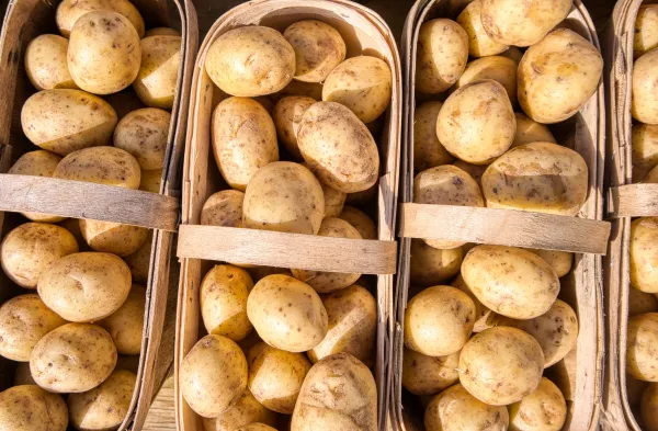 Аграрии столкнулись с проблемой нехватки мощностей для хранения картофеля