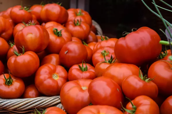 В производство томатов в Ставрополье инвестируют 14 мрд рублей