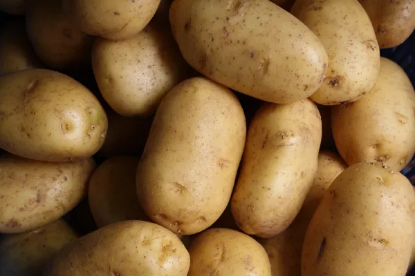 Розничная цена картофеля нового урожая ниже прошлогодней более чем на 50%