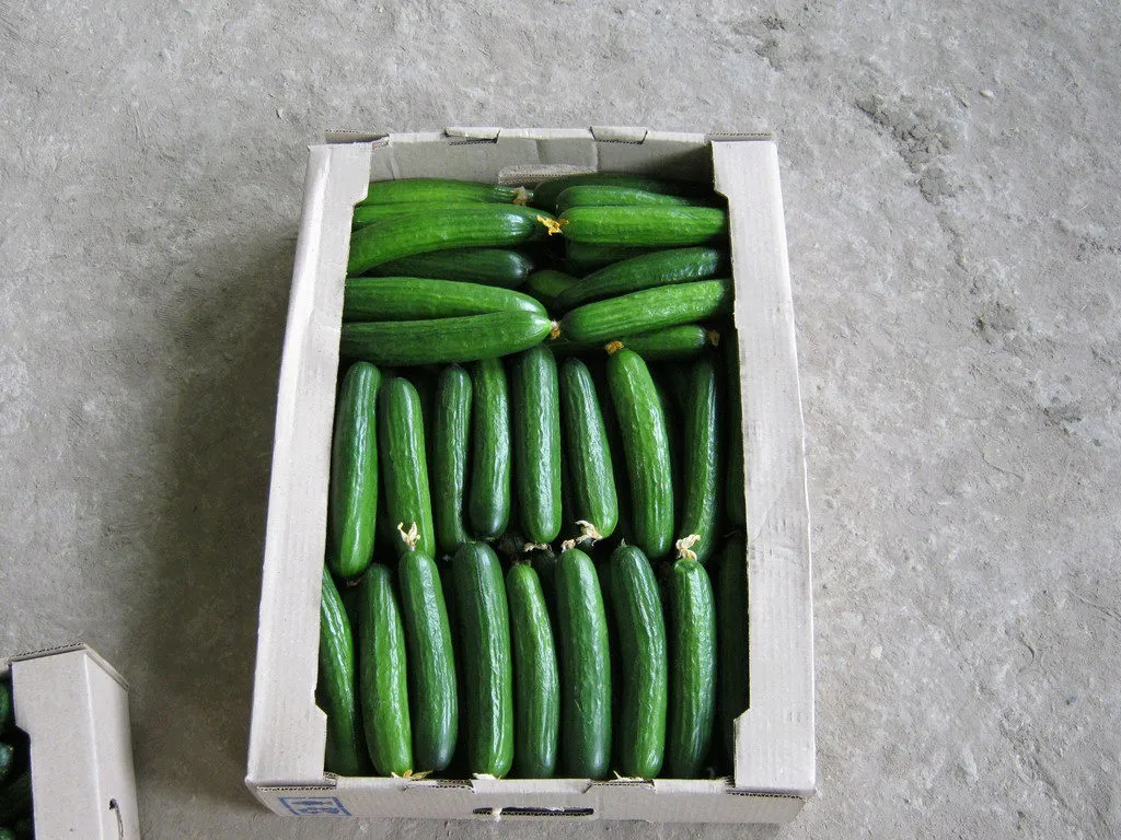 фотография продукта овощи закрытого грунта