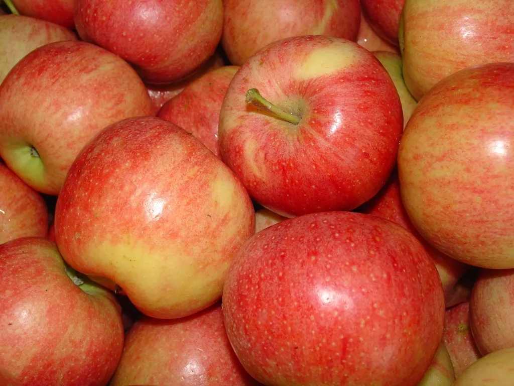 фотография продукта Принимаем заказы на яблоко сорта Гала
