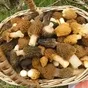 сосновую шишку гриб сморчок лисичку в Перми