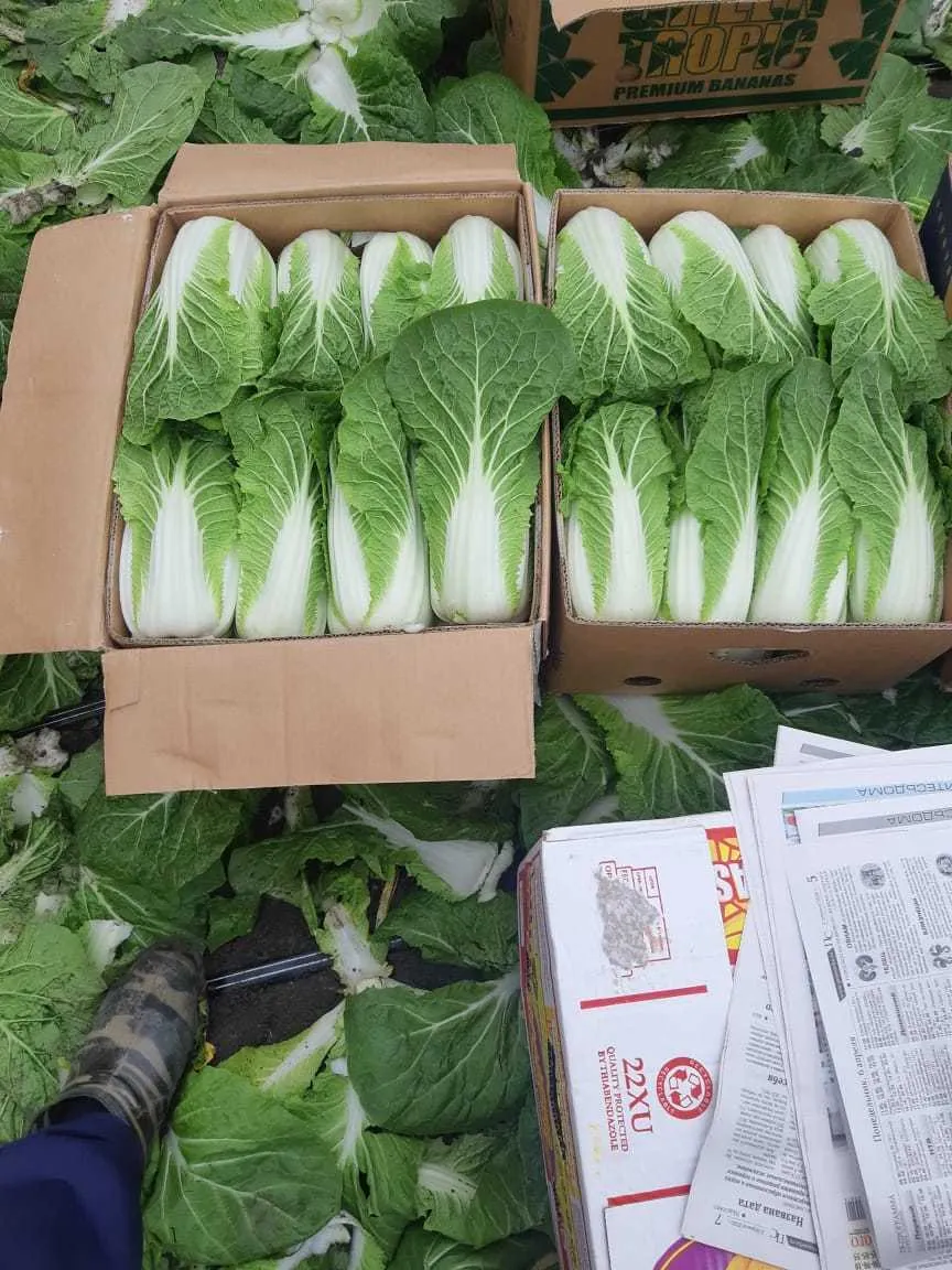 фотография продукта Пекинская капуста