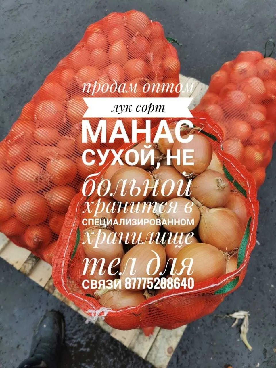 оптом лук репчатый урожай 2020 в Казахстане 14